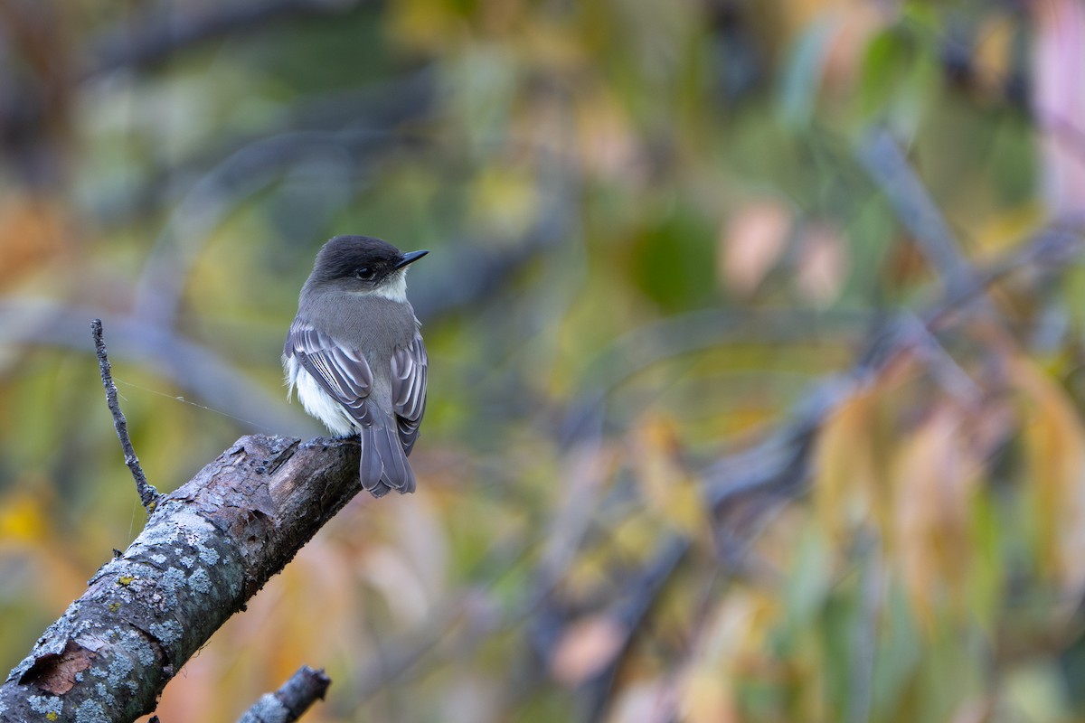 Eastern Phoebe - ML644651509