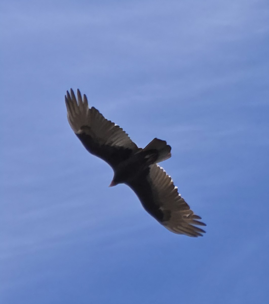 Turkey Vulture - ML644651511