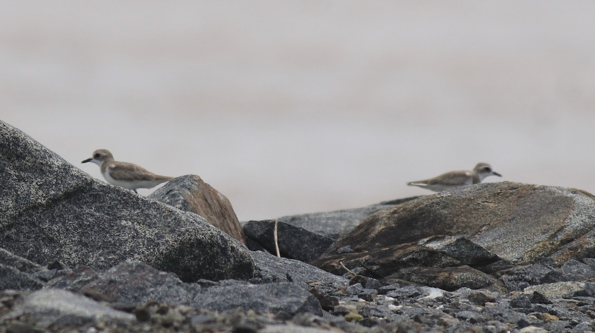 Chorlitejo Tibetano - ML644651517