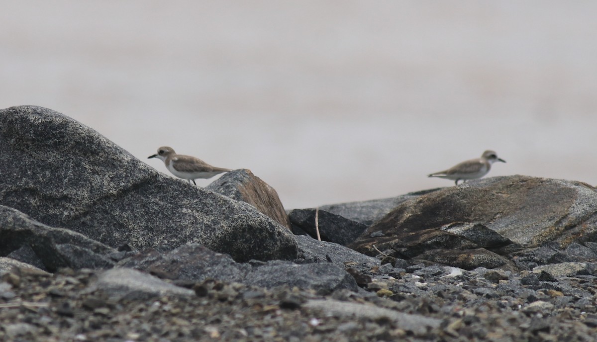 Chorlitejo Tibetano - ML644651520