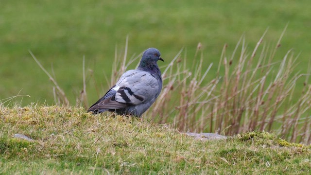 Хөхвөр тагтаа - ML644651522