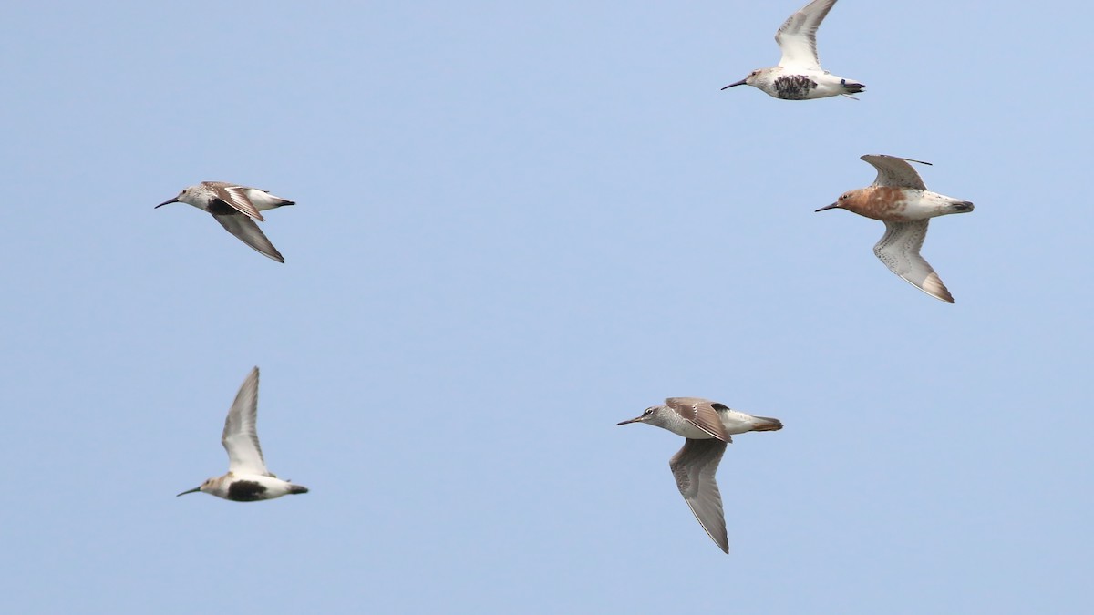 キアシシギ - ML644651524