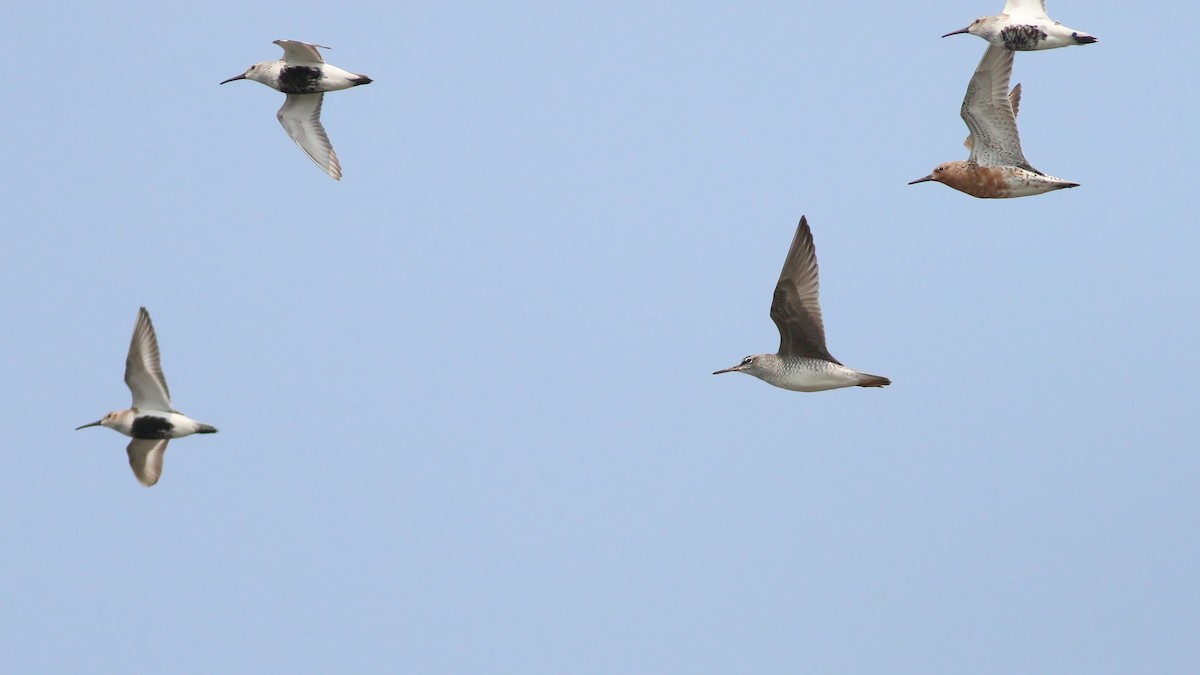 キアシシギ - ML644651525