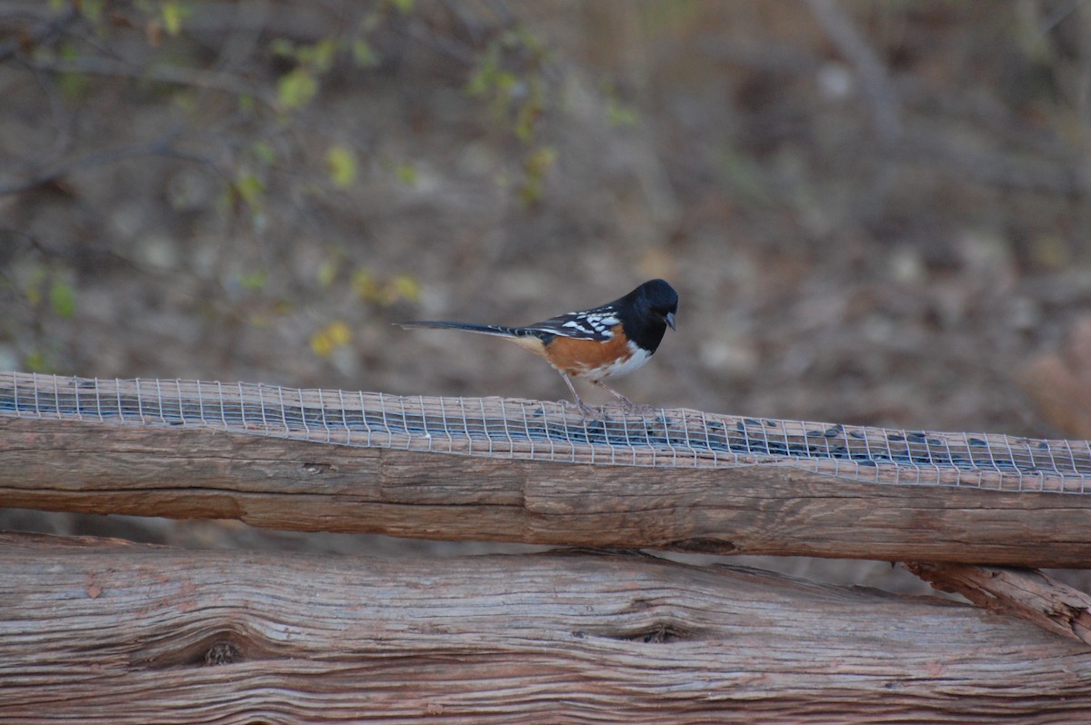 Spotted Towhee - ML644651526