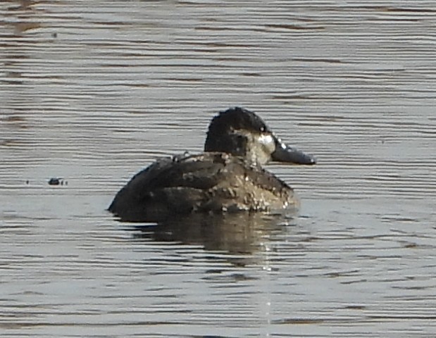 Ruddy Duck - ML644651529