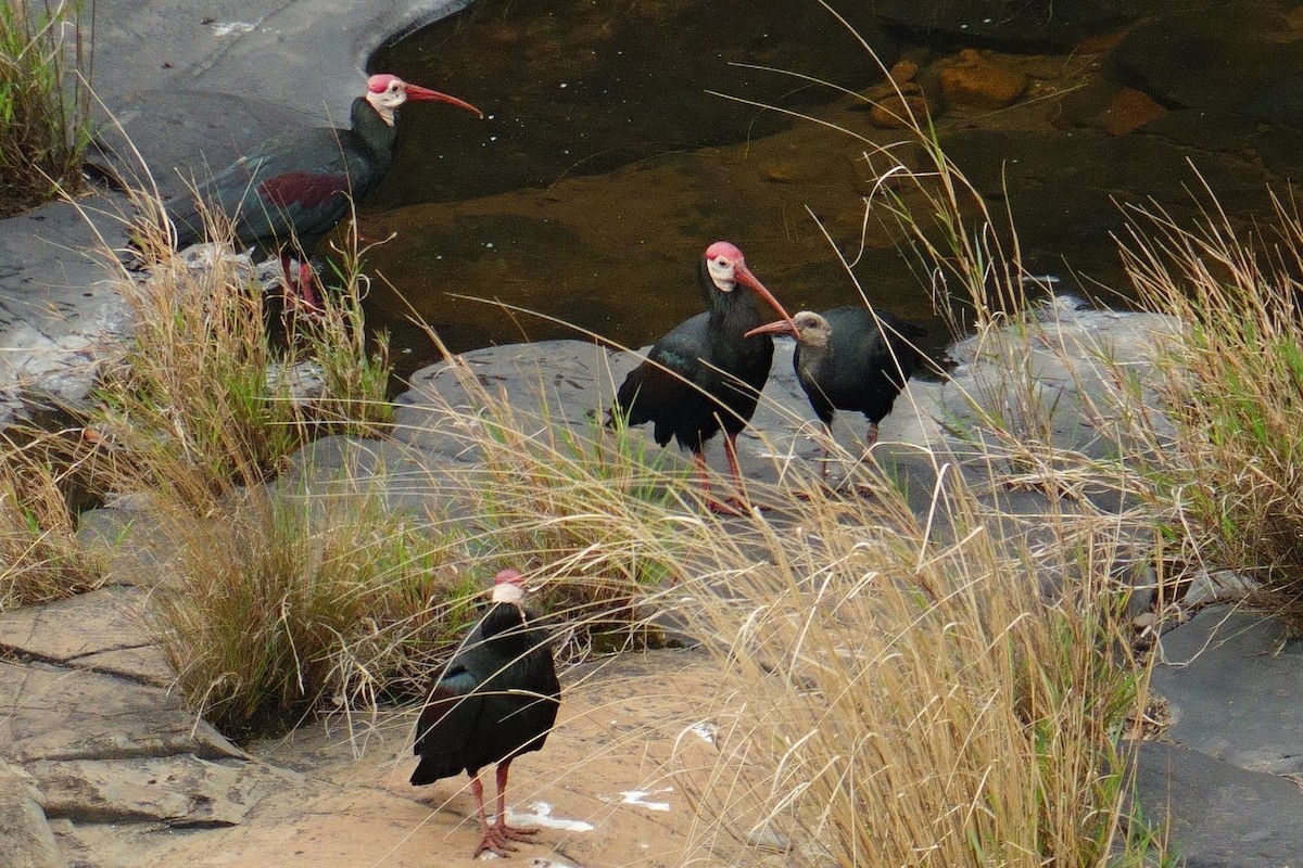 Southern Bald Ibis - ML644651533