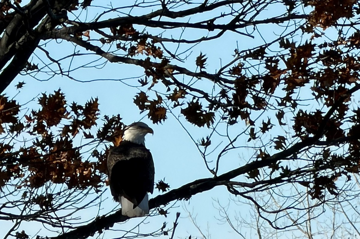 Bald Eagle - ML644651534