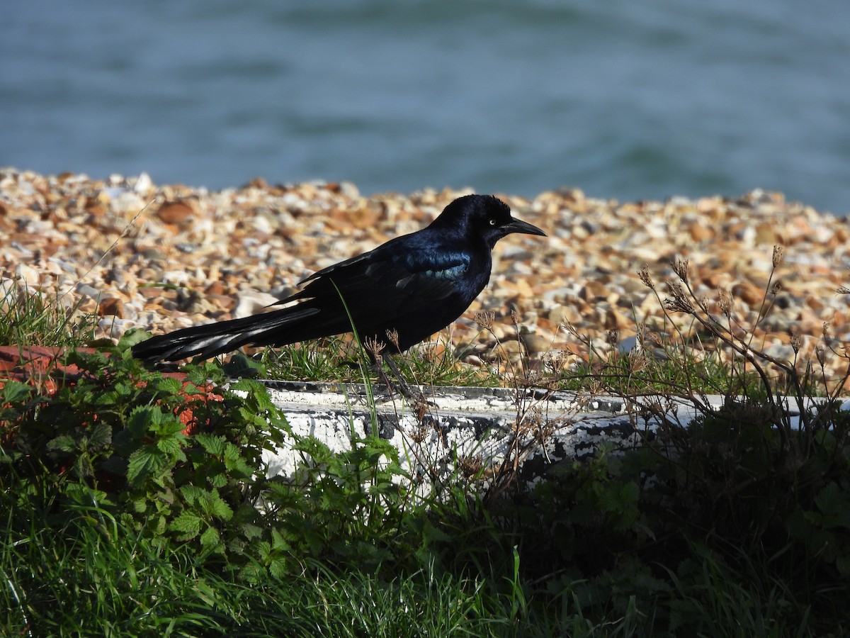 Boat-tailed Grackle (torreyi/alabamensis) - ML644651537