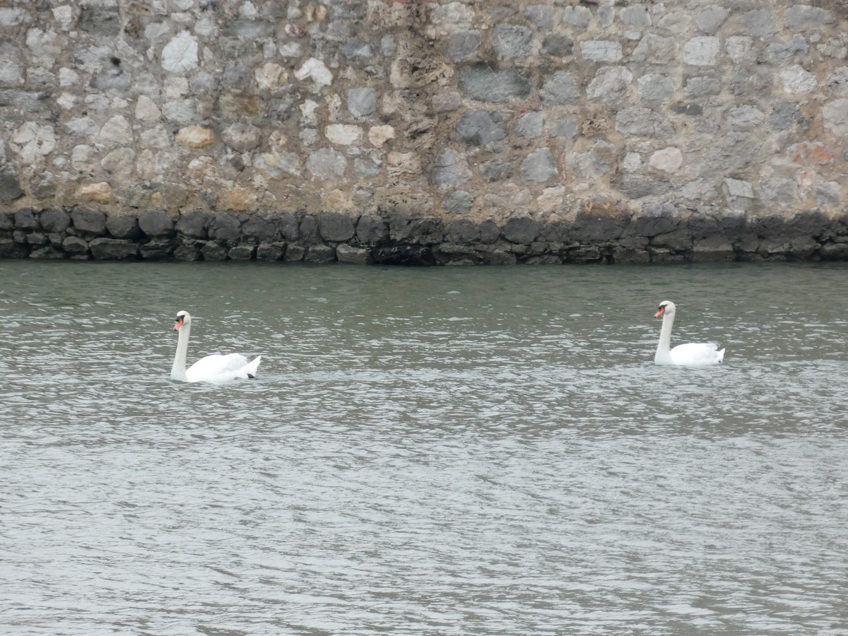 疣鼻天鵝 - ML644651539