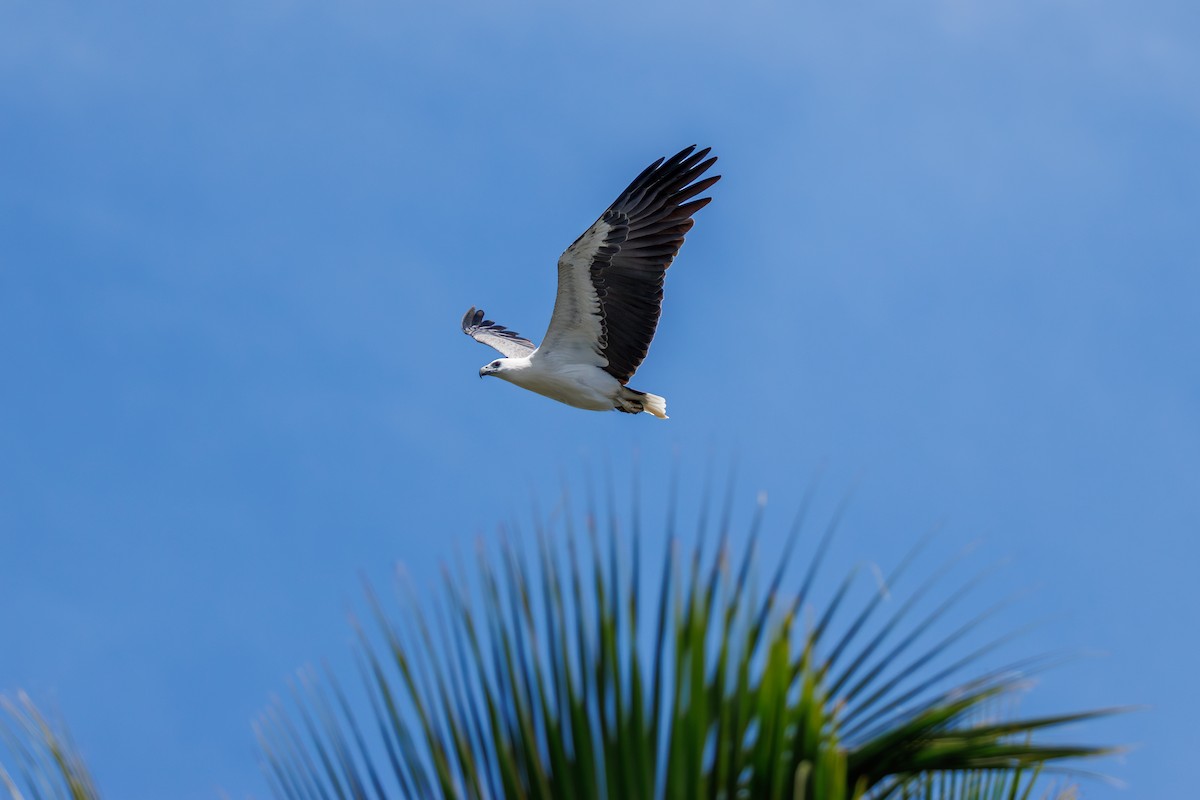 White-bellied Sea-Eagle - ML644651543