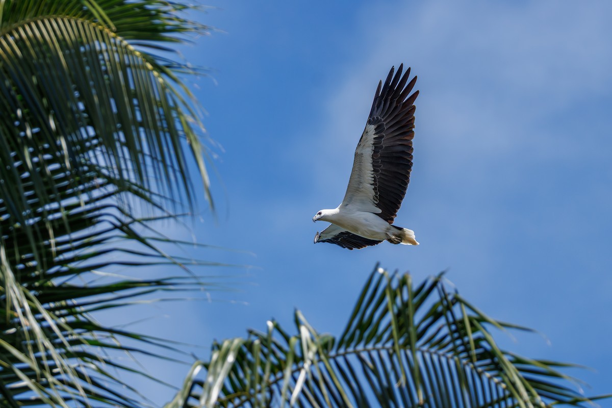 White-bellied Sea-Eagle - ML644651544