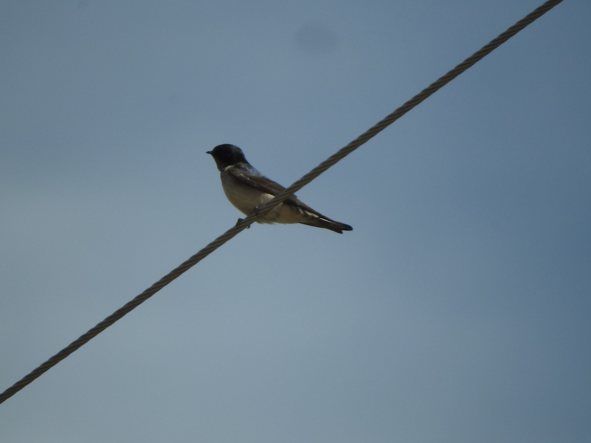 アンデスガケツバメ - ML644651546