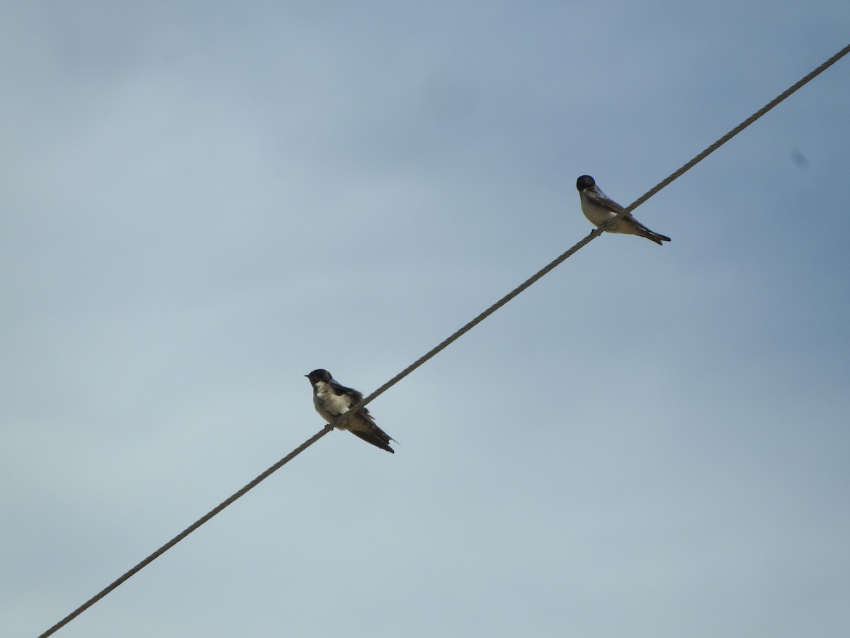 アンデスガケツバメ - ML644651547