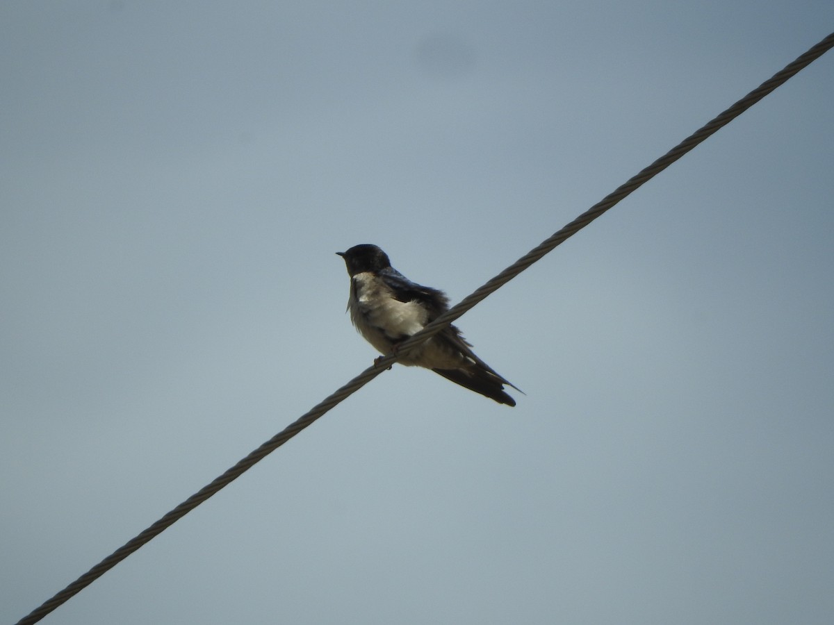 アンデスガケツバメ - ML644651548