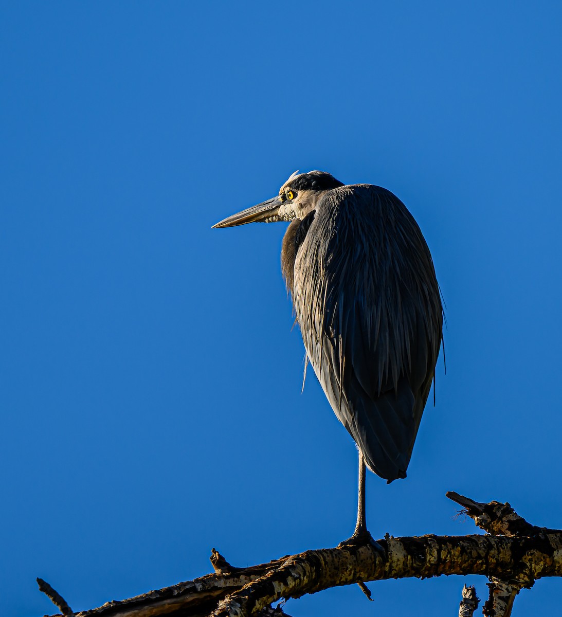 Great Blue Heron - ML644651549