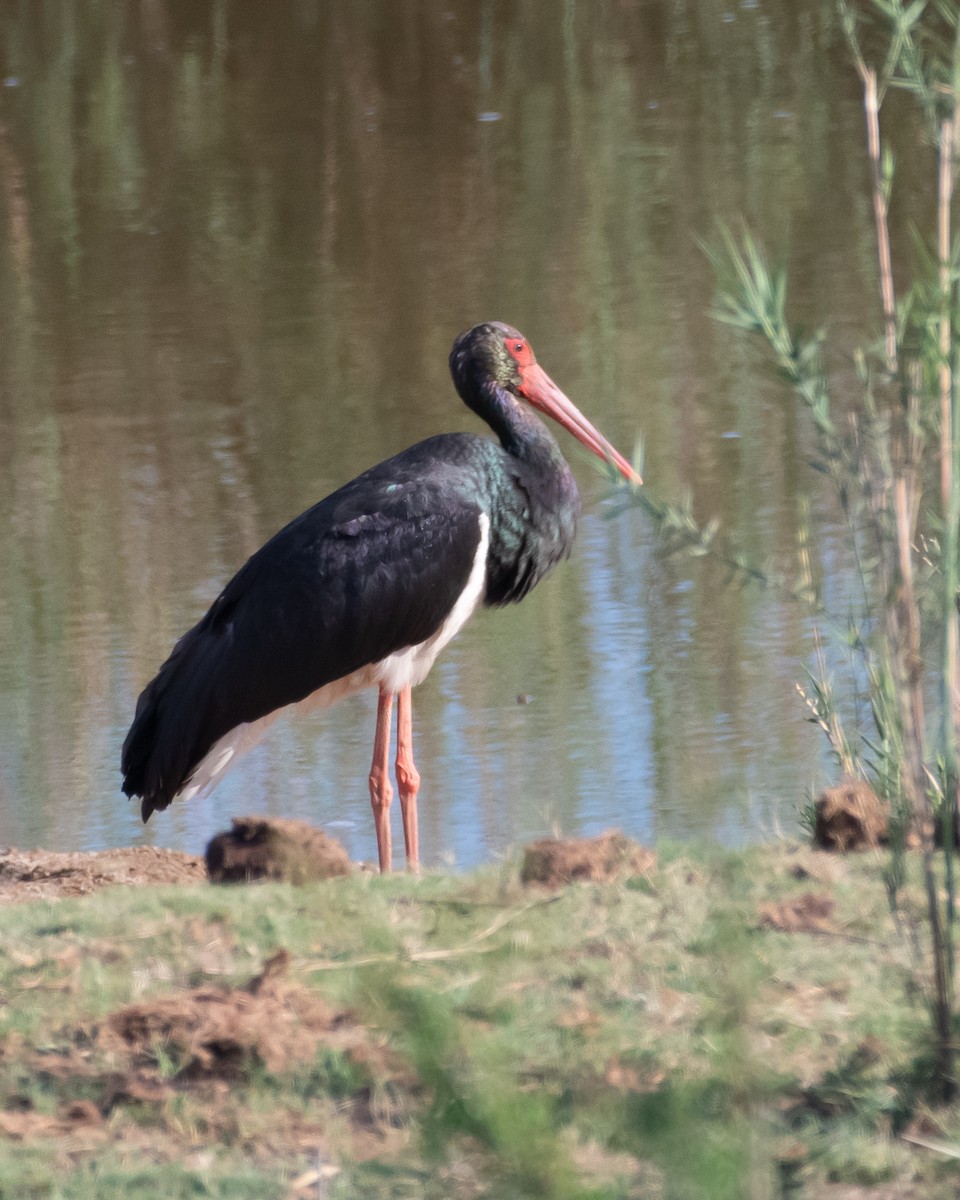 Black Stork - ML644651557