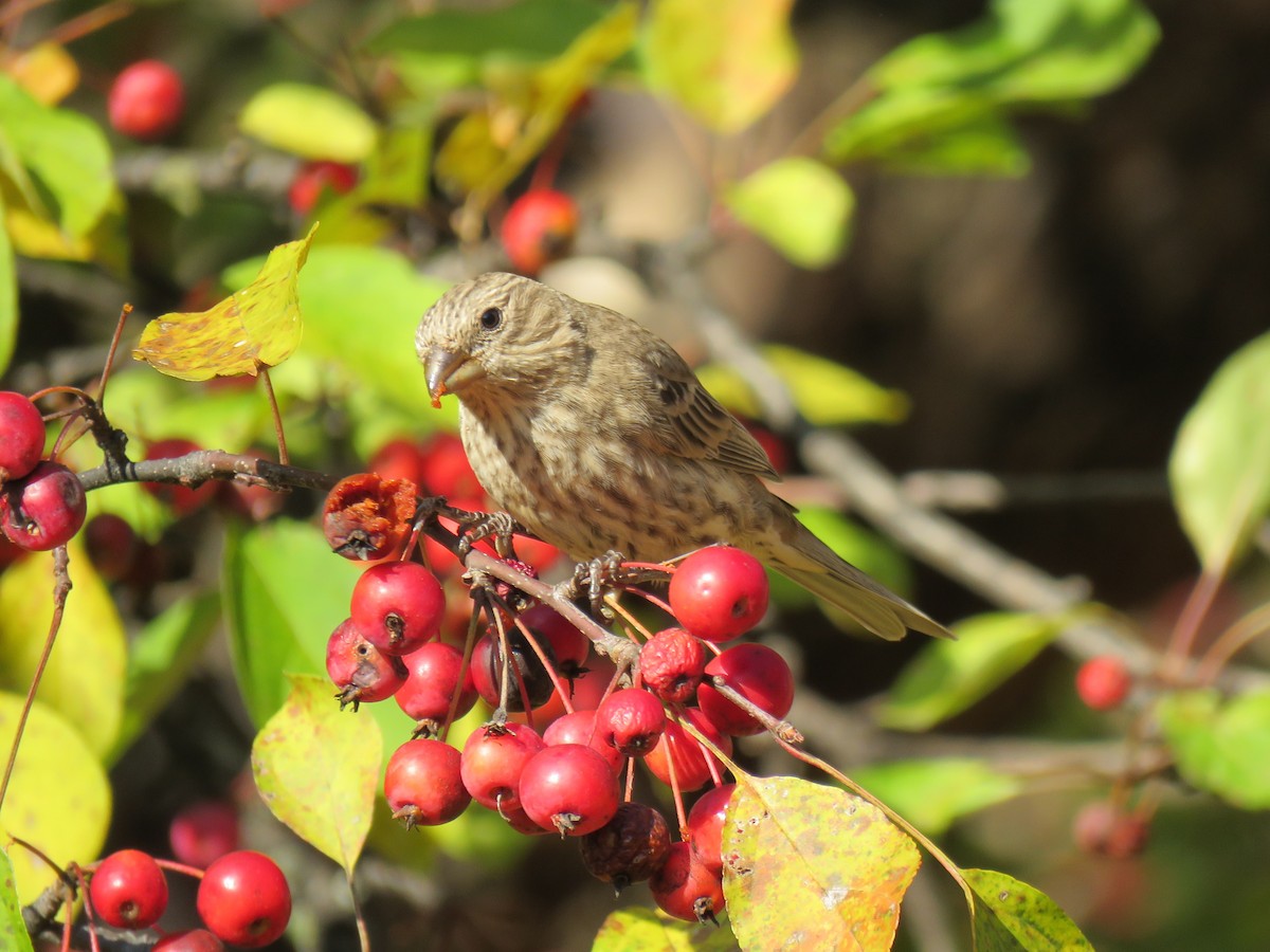 husrosenfink - ML644651558
