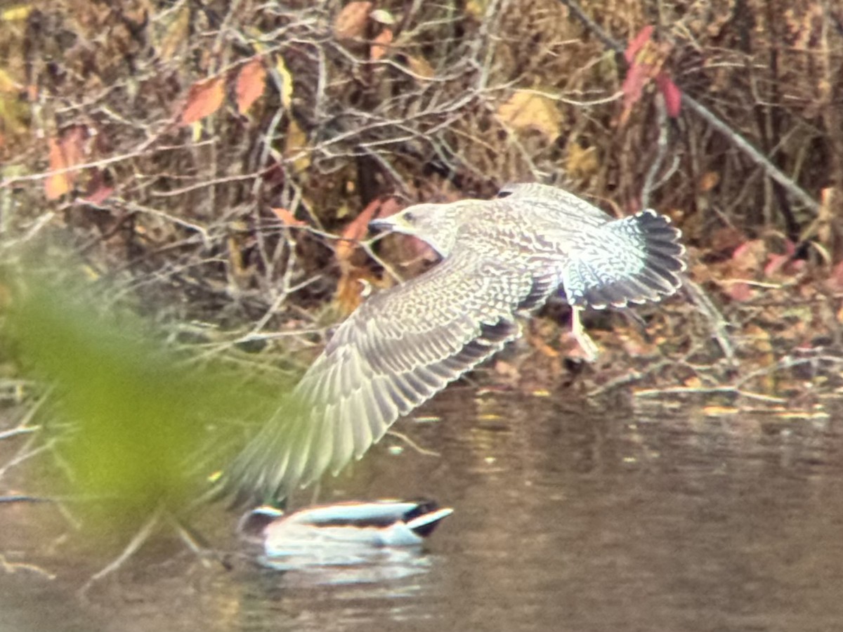 Gaviota Sombría - ML644651563