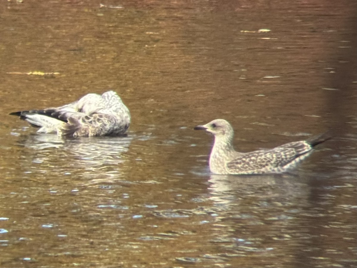 Gaviota Sombría - ML644651564