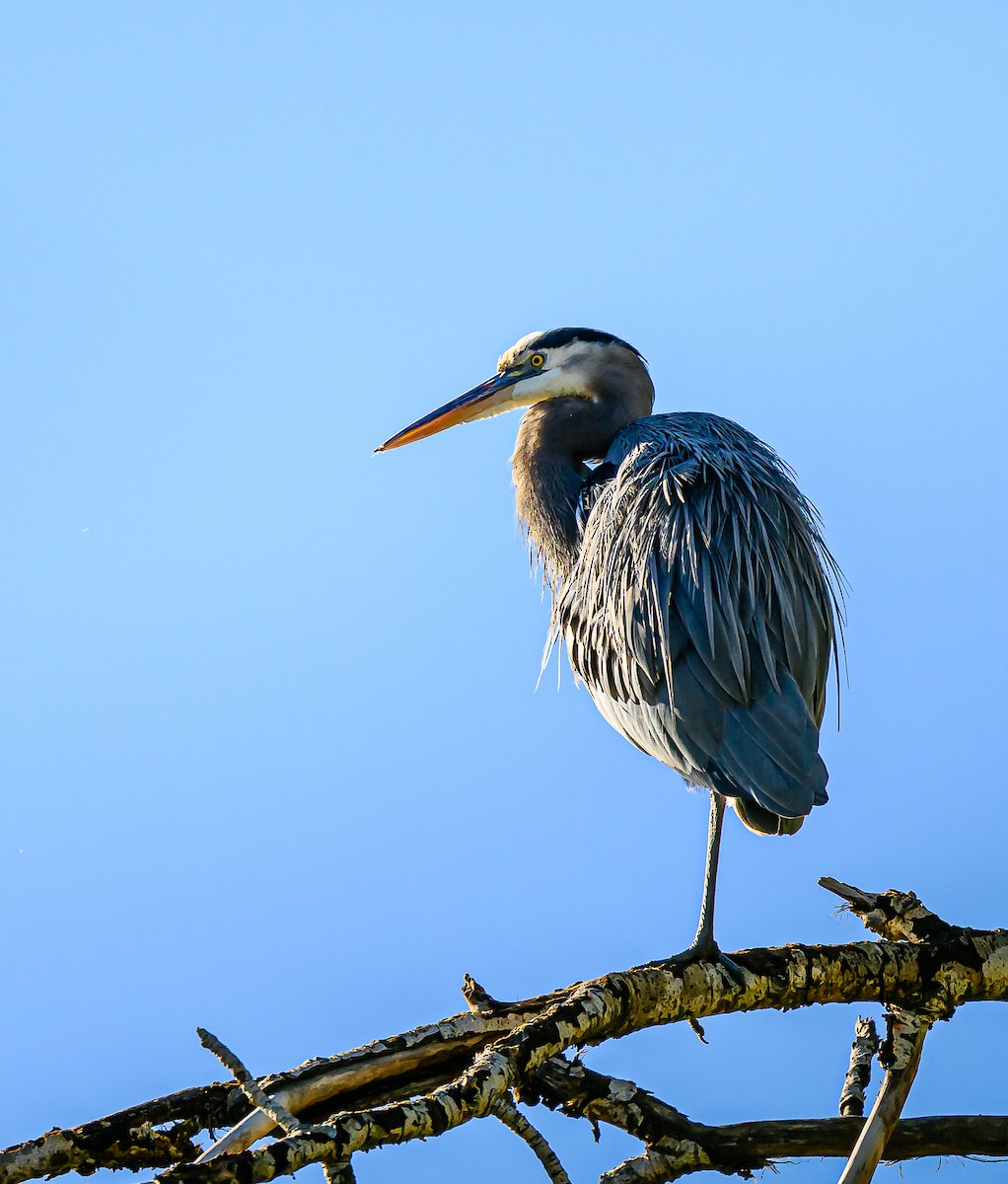 Great Blue Heron - ML644651565