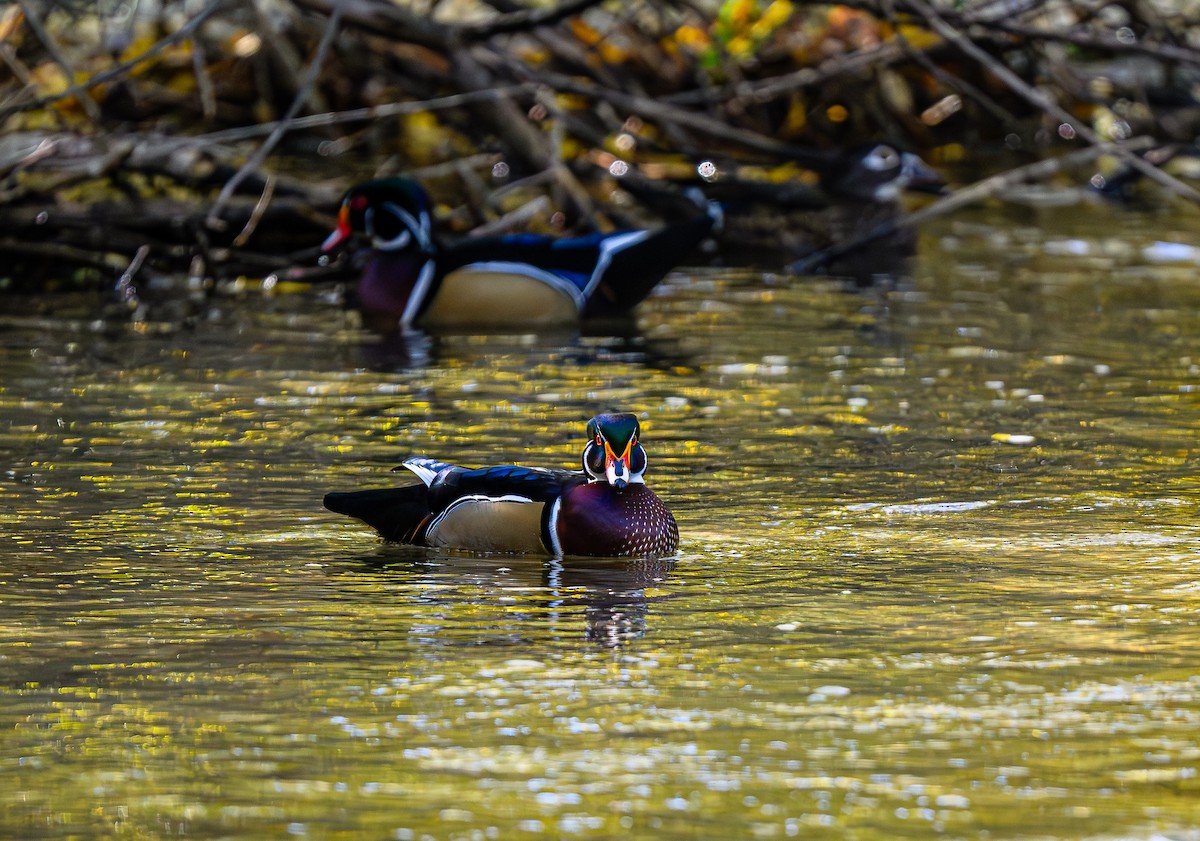 Wood Duck - Ken Miracle
