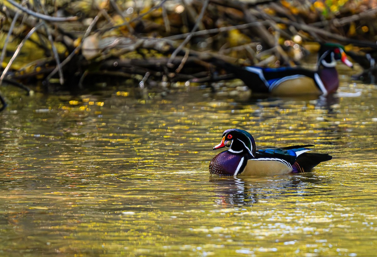 Wood Duck - Ken Miracle