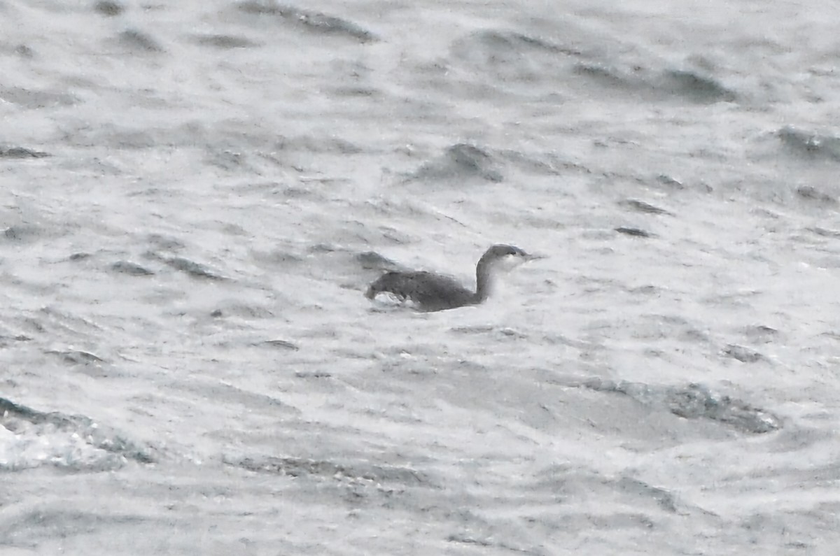 紅喉潛鳥 - ML644651568