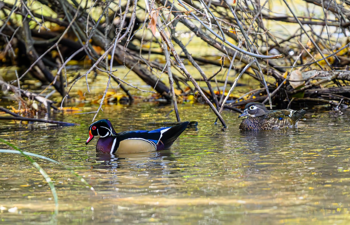 Wood Duck - Ken Miracle
