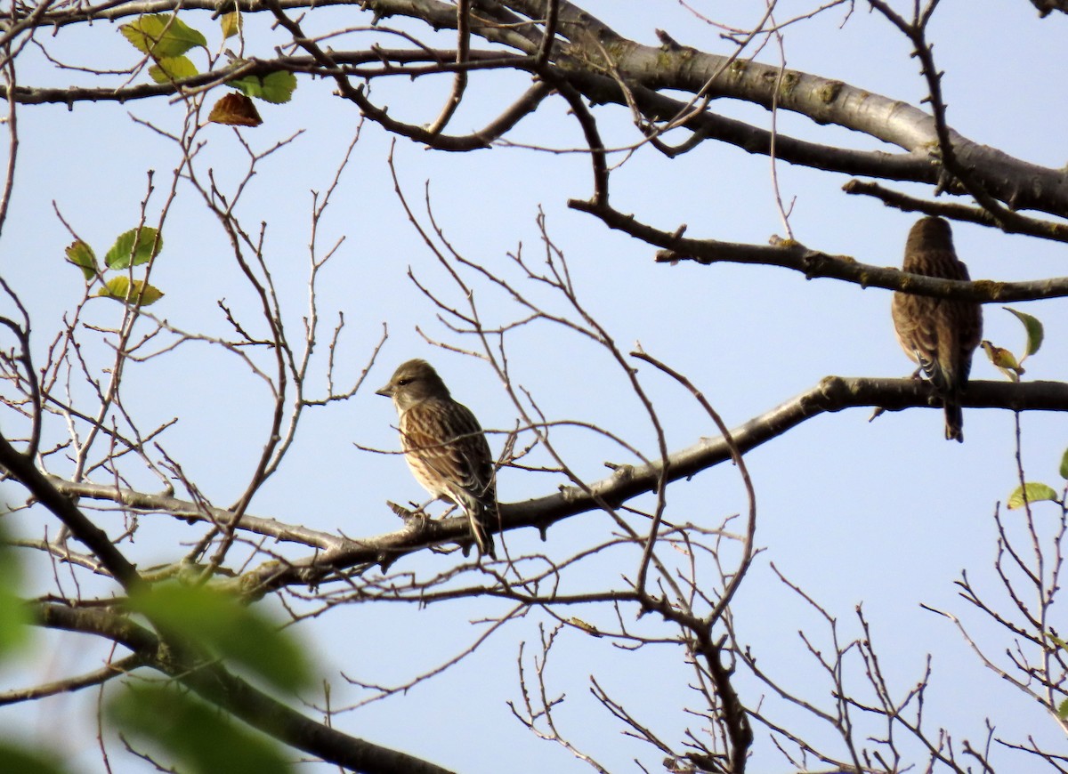 Eurasian Linnet - Francisco Javier Calvo lesmes