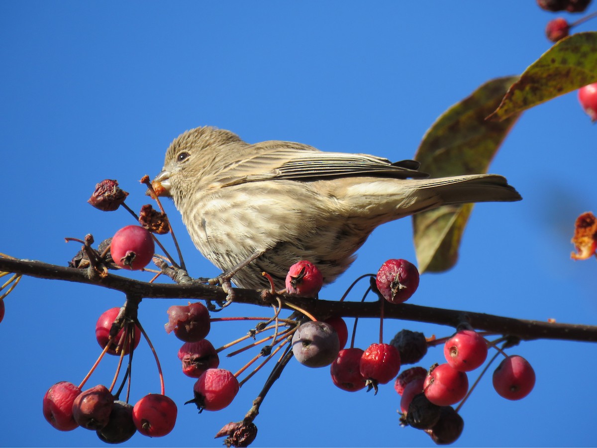 husrosenfink - ML644651574