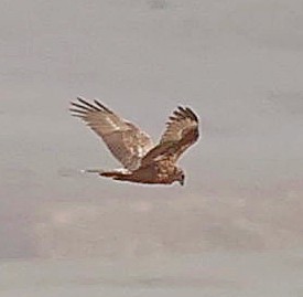 Eastern Marsh Harrier - ML644651576