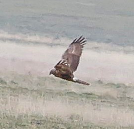 Eastern Marsh Harrier - ML644651577