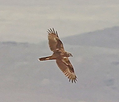 Eastern Marsh Harrier - ML644651578