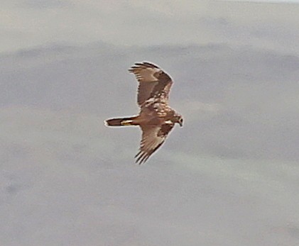 Eastern Marsh Harrier - ML644651579