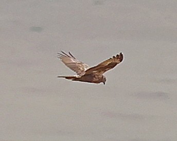 Eastern Marsh Harrier - ML644651580