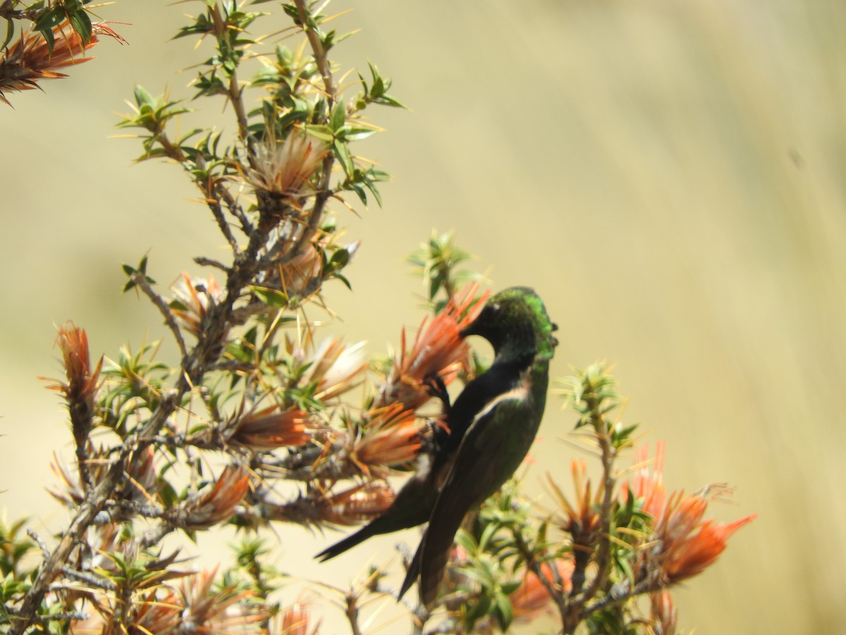 Black-breasted Hillstar - ML644651581