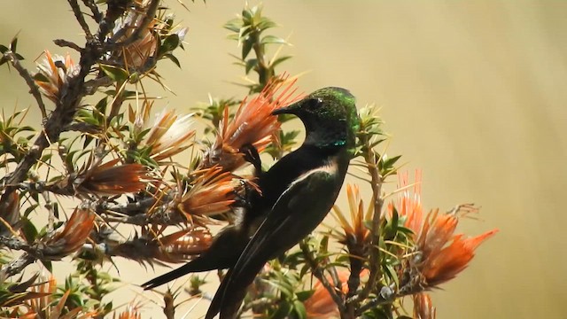 Black-breasted Hillstar - ML644651585