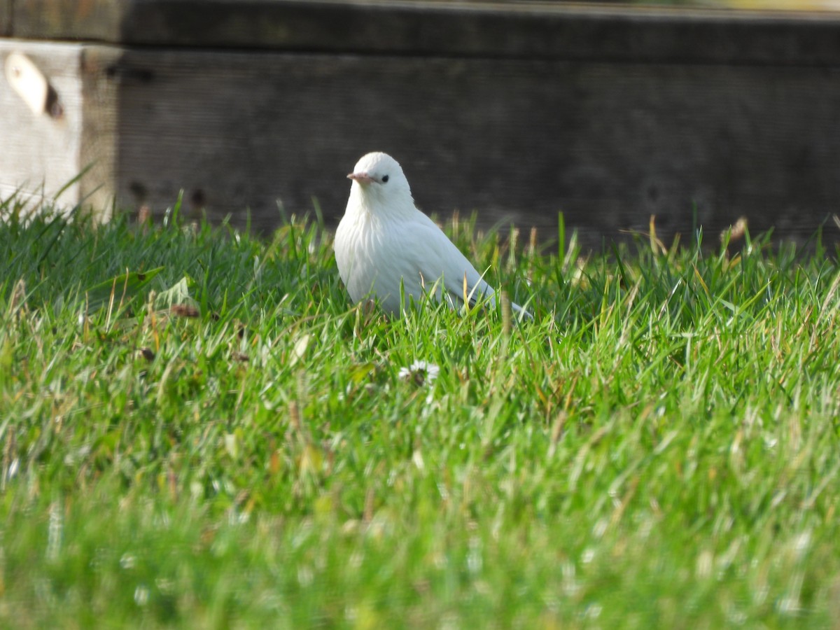 European Starling - ML644651590