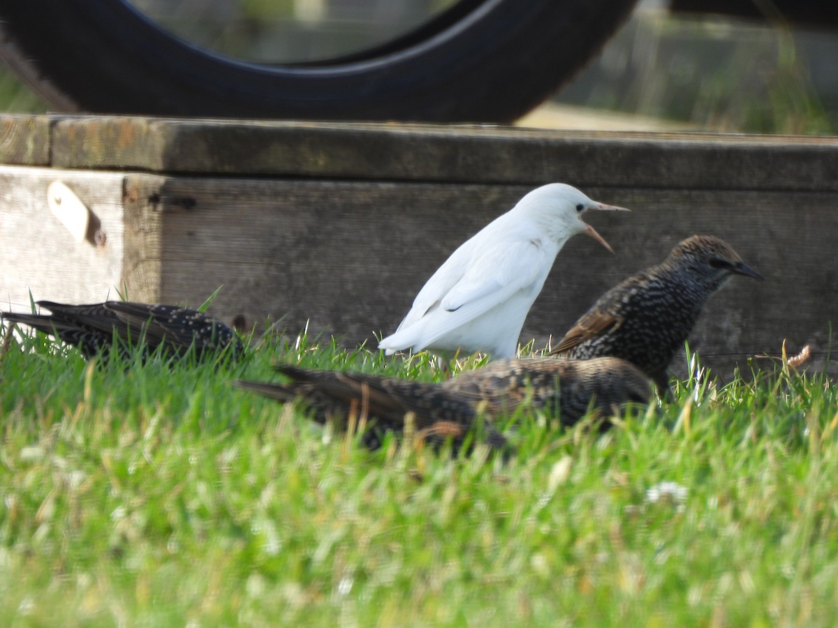 European Starling - ML644651592