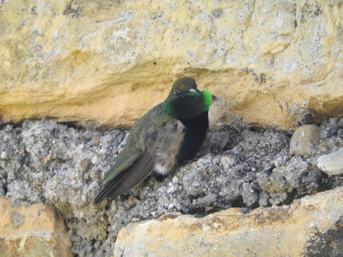 Black-breasted Hillstar - ML644651598