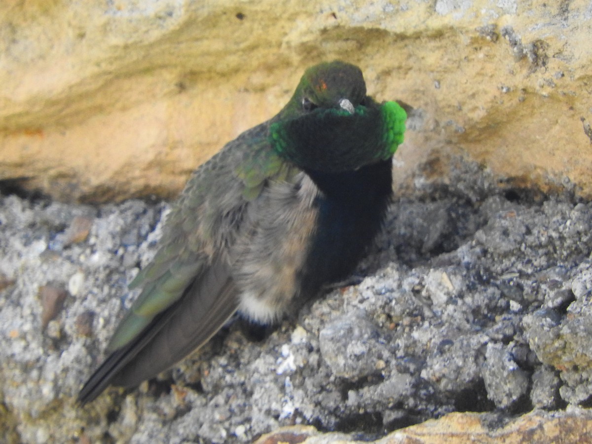 Black-breasted Hillstar - ML644651600