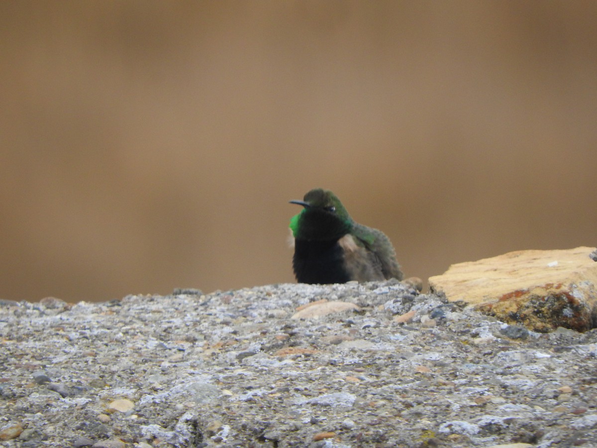 Black-breasted Hillstar - ML644651601