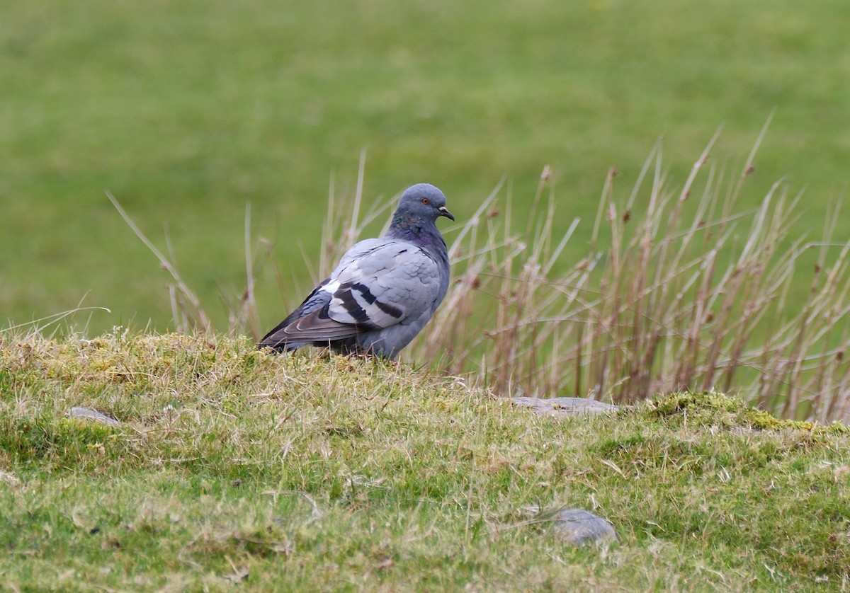 יונת סלעים - ML644651603