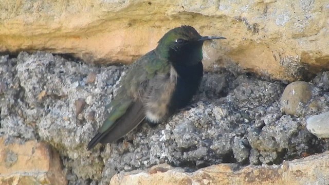 Black-breasted Hillstar - ML644651605