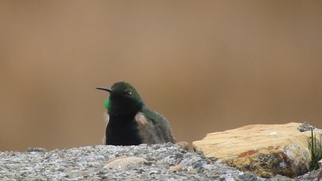 Black-breasted Hillstar - ML644651606