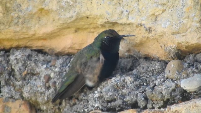 Black-breasted Hillstar - ML644651607