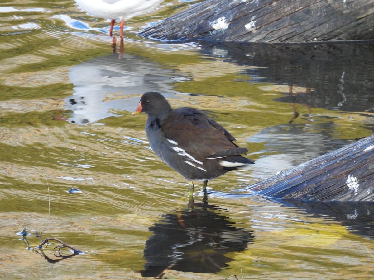 Eurasian Moorhen - ML644651608