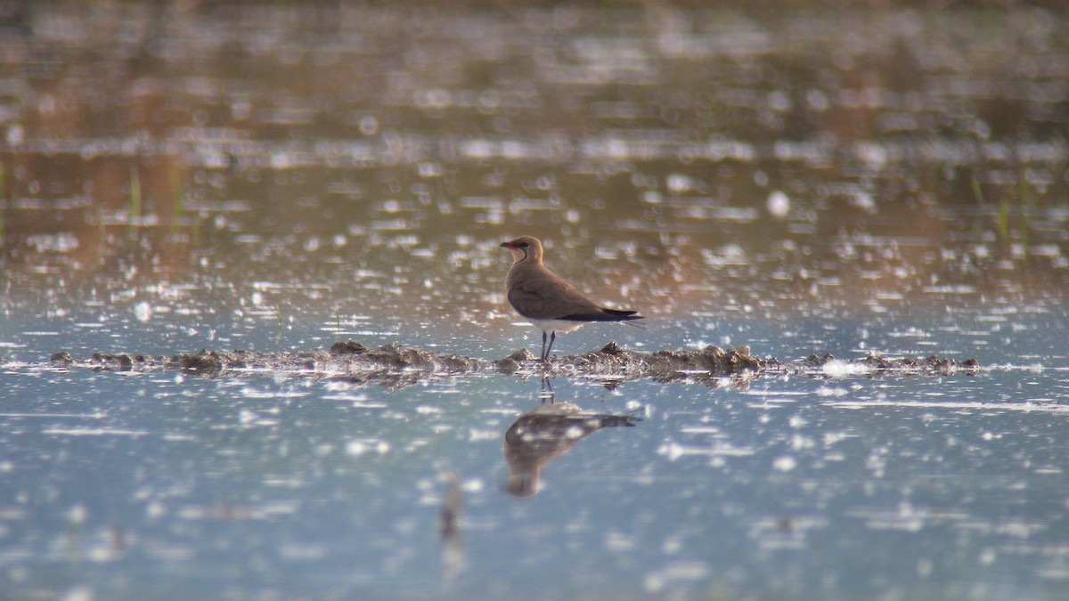 Collared Pratincole - ML644651627