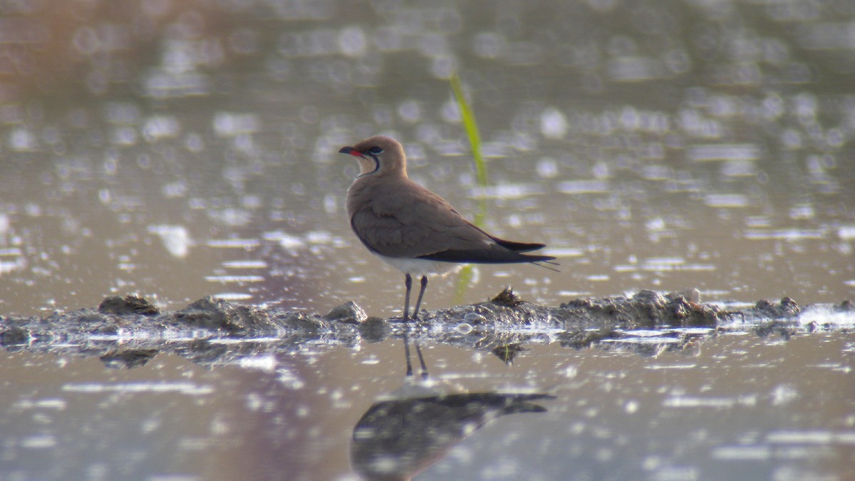 Collared Pratincole - ML644651630
