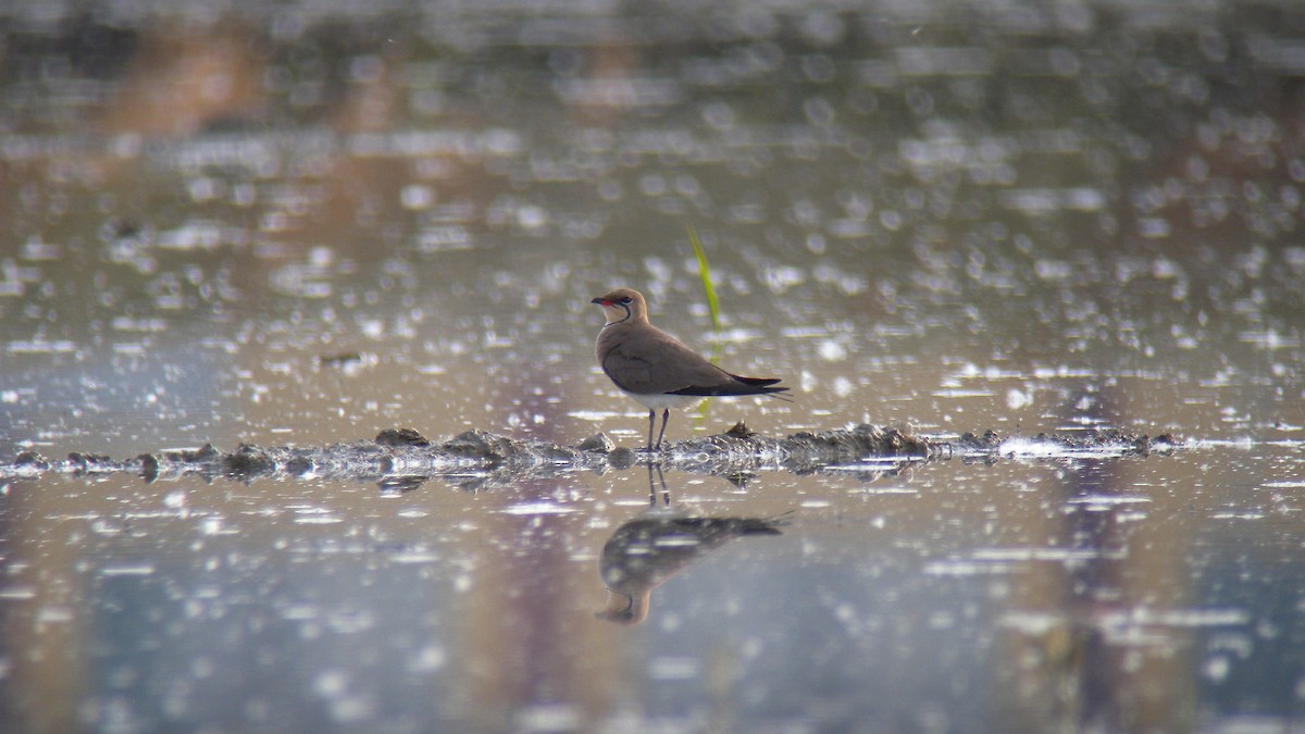 Collared Pratincole - ML644651632